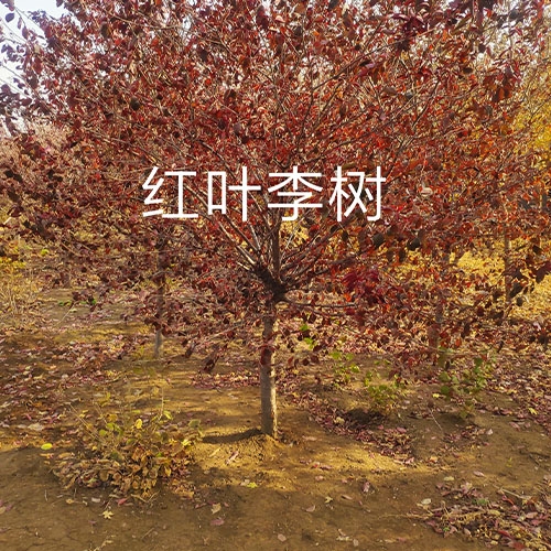 漯河红叶李树